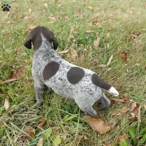 Rockey, German Shorthaired Pointer Puppy