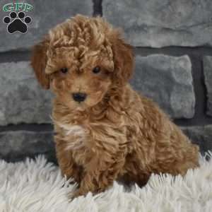 Toy Poodle Puppies For Sale | Greenfield Puppies