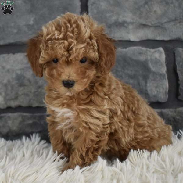 Cuddles, Toy Poodle Puppy
