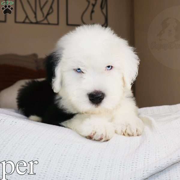 Casper, Old English Sheepdog Puppy