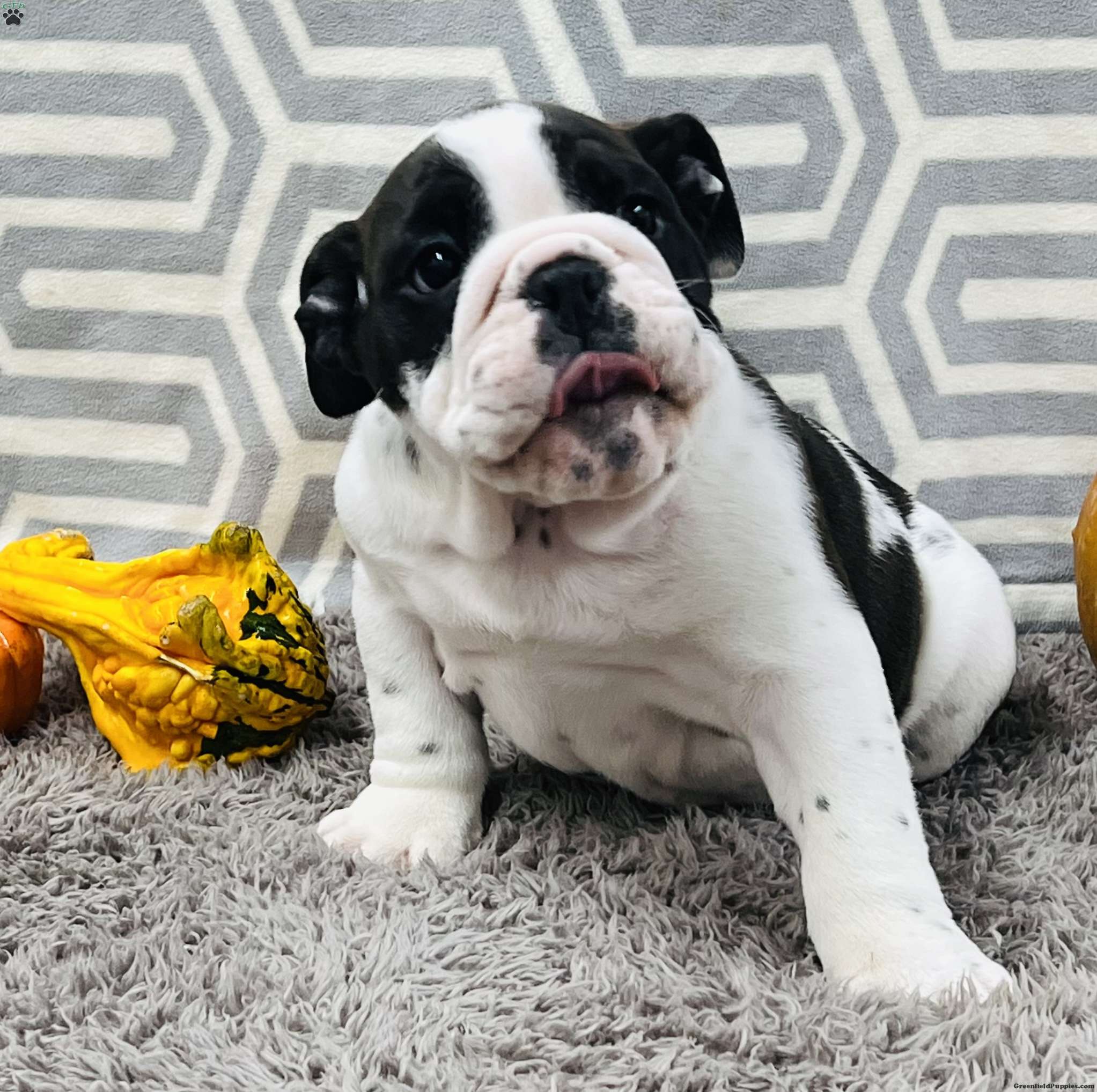 Joey - English Bulldog Puppy For Sale in Ohio