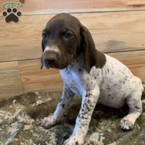 German Shorthaired Pointer Puppies For Sale - Greenfield Puppies