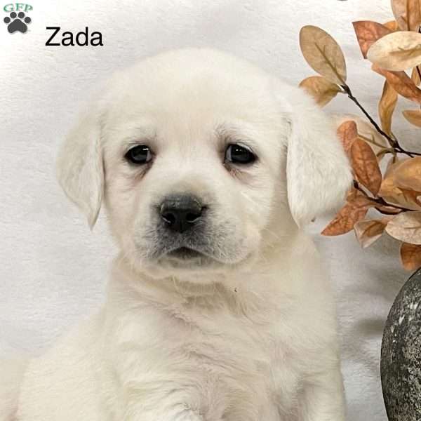 Zada, Yellow Labrador Retriever Puppy