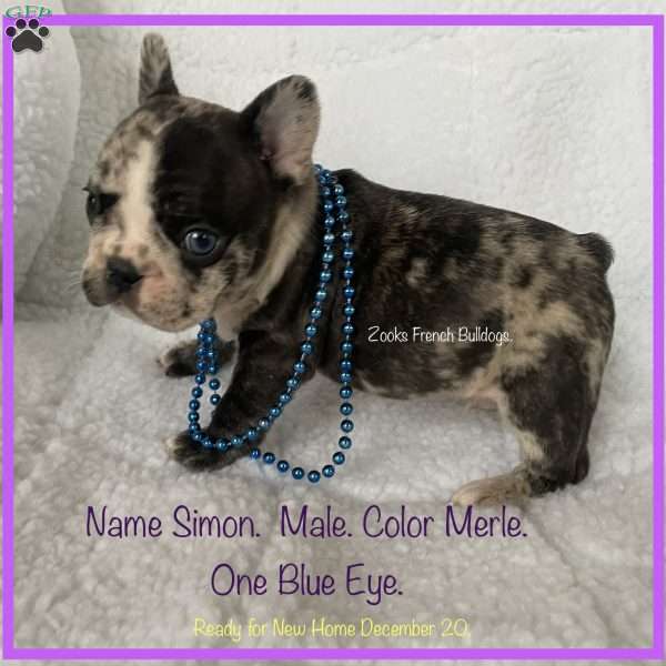 Simon, French Bulldog Puppy