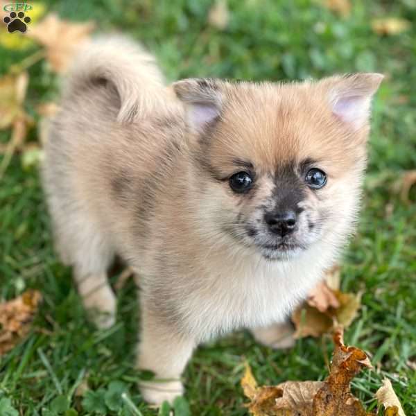 Coyote, Mini Elkhound Puppy
