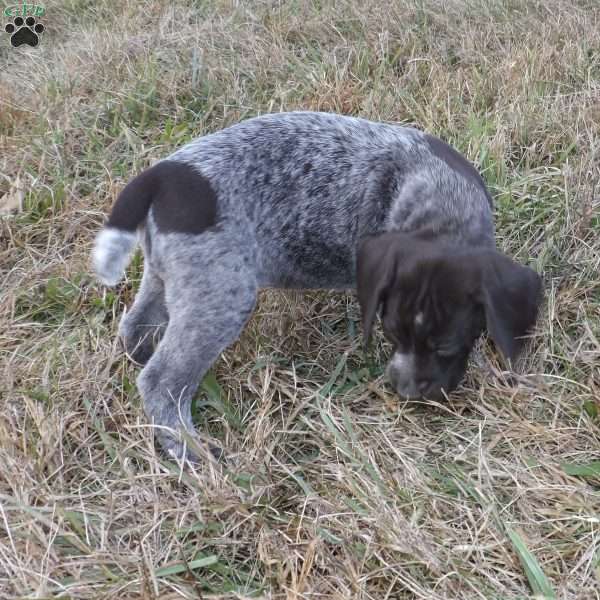 Roxy, German Shorthaired Pointer Puppy