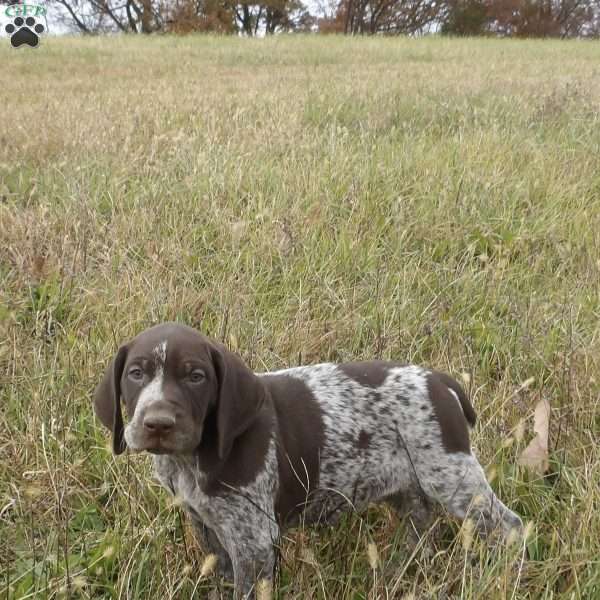 Rambo, German Shorthaired Pointer Puppy