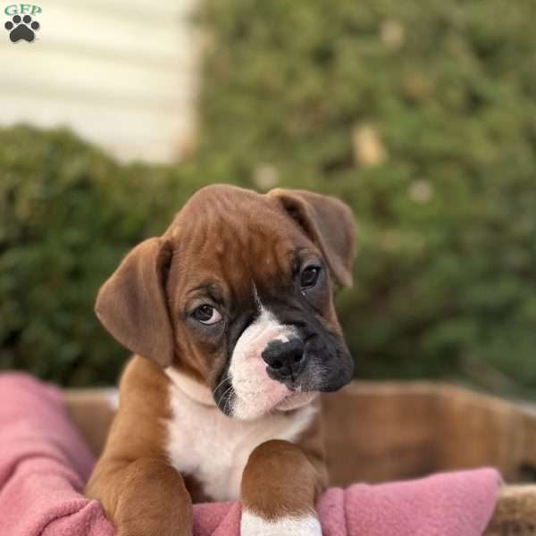 Maggie, Boxer Puppy