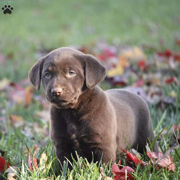 Cookie, Chocolate Labrador Retriever Puppy