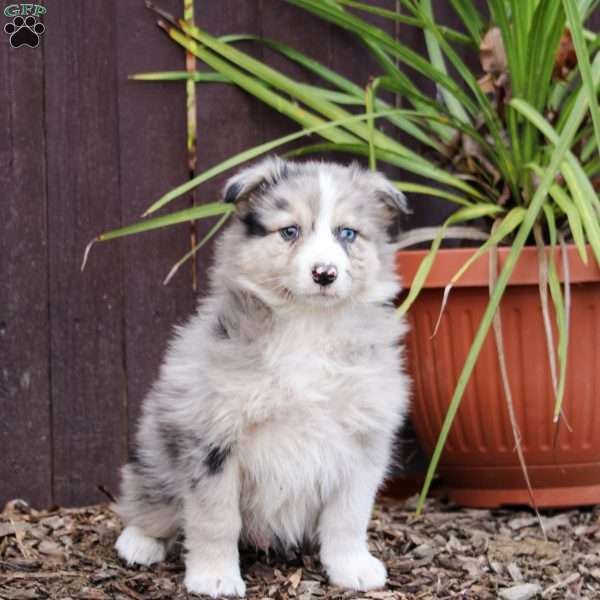 Rocky, Australian Shepherd Puppy