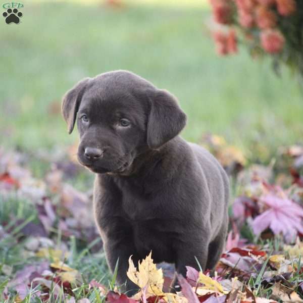 Crispin, Chocolate Labrador Retriever Puppy