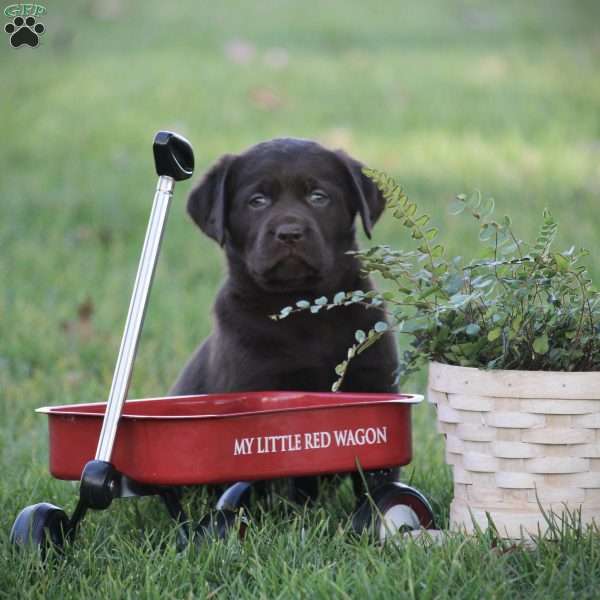 Kodak, Chocolate Labrador Retriever Puppy
