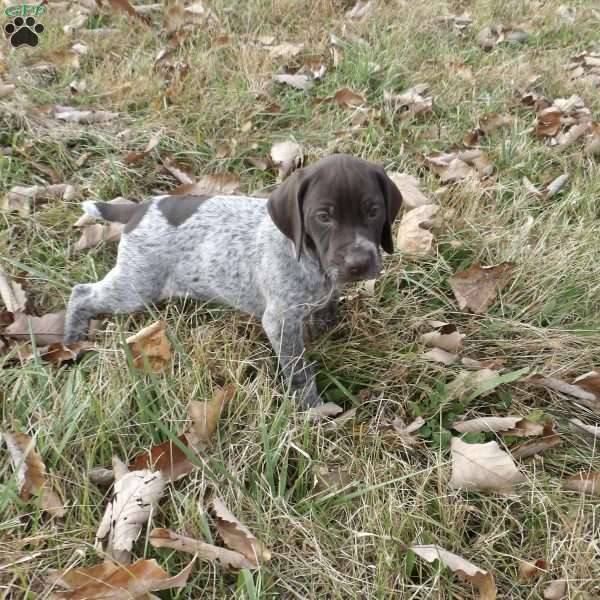 Rumble, German Shorthaired Pointer Puppy