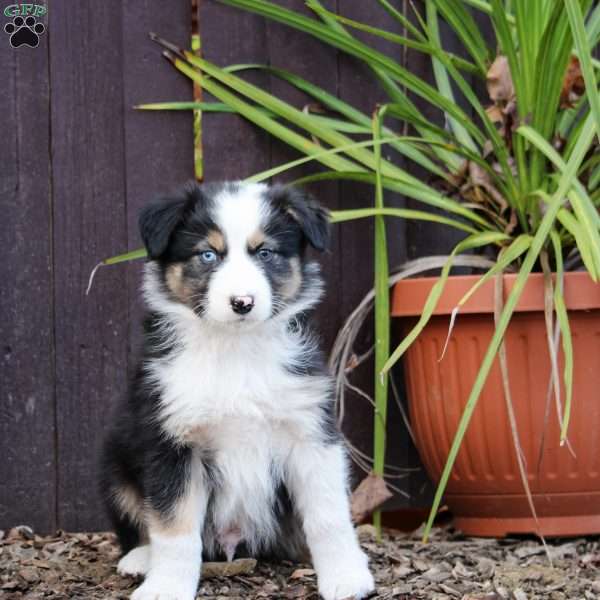 Ryder, Australian Shepherd Puppy