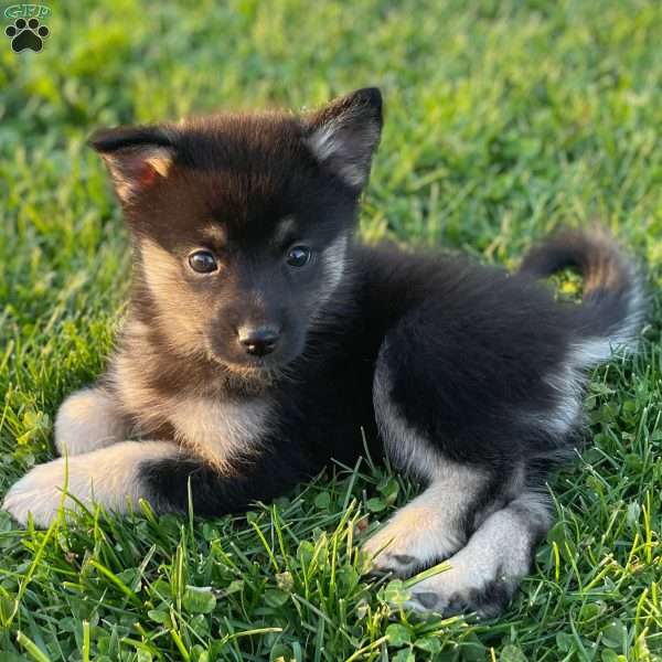 Wolf, Mini Elkhound Puppy