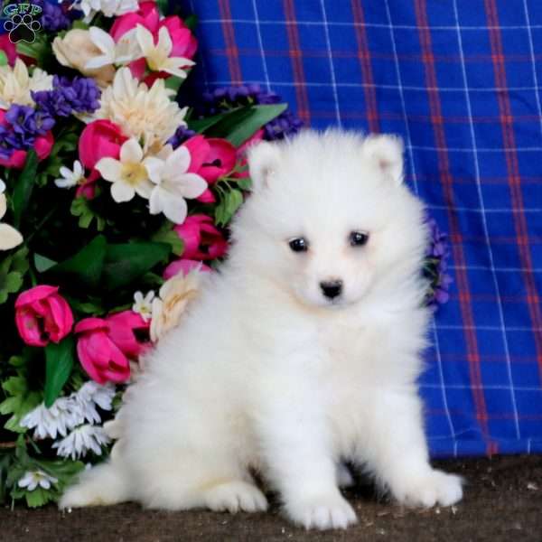 Abby, Samoyed Puppy