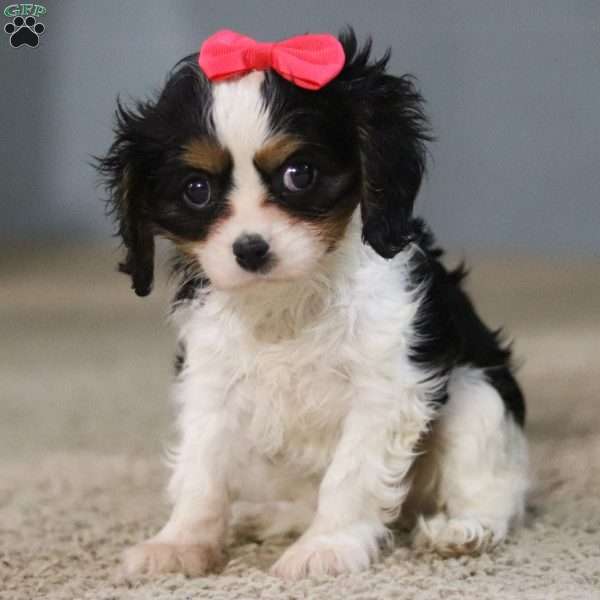 Alice, Cavalier King Charles Spaniel Puppy