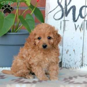 Michael Fisher - Greenfield Puppies