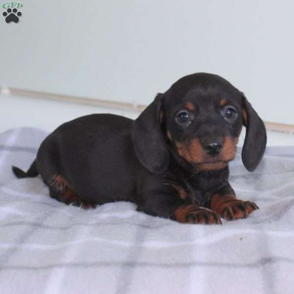 Ander, Dachshund Puppy