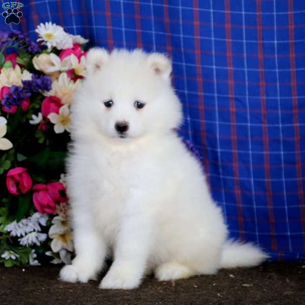 Angela, Samoyed Puppy
