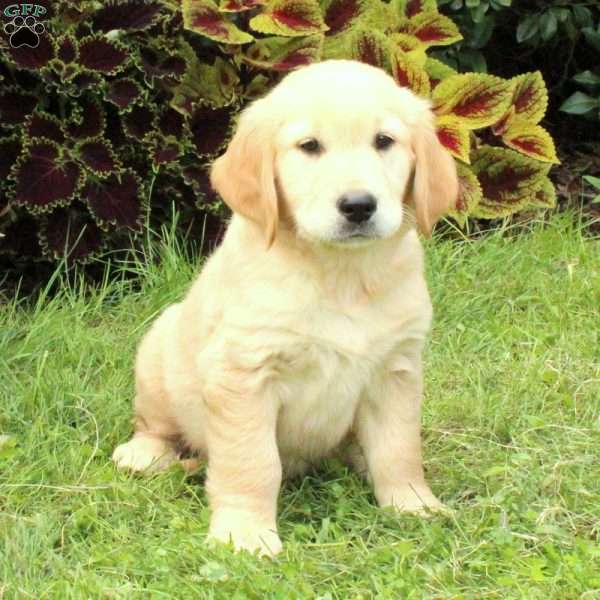 Ansel, English Cream Golden Retriever Puppy