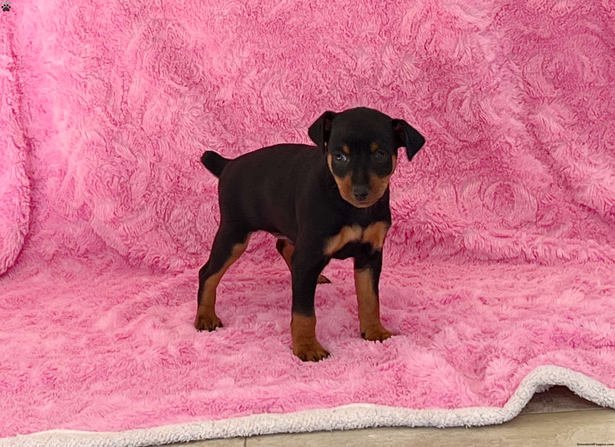 Archer Miniature Pinscher Puppy For Sale in Pennsylvania