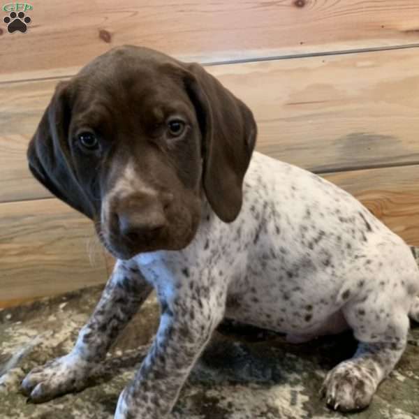 Dash German Shorthaired Pointer Puppy For Sale in Indiana