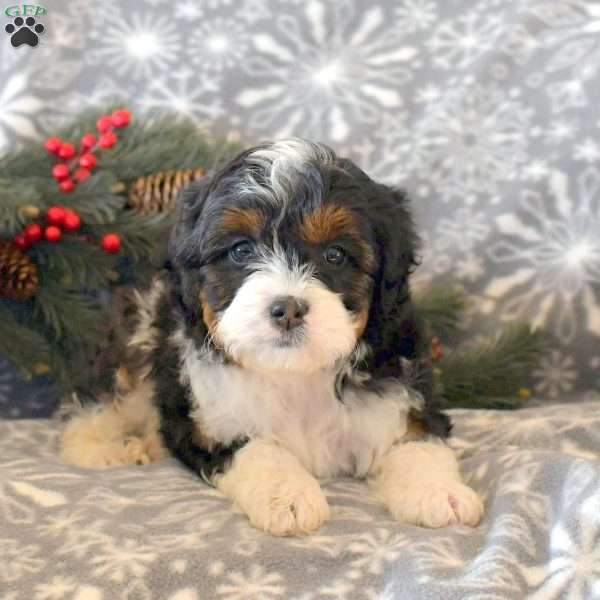 Basil, Miniature Poodle Mix Puppy