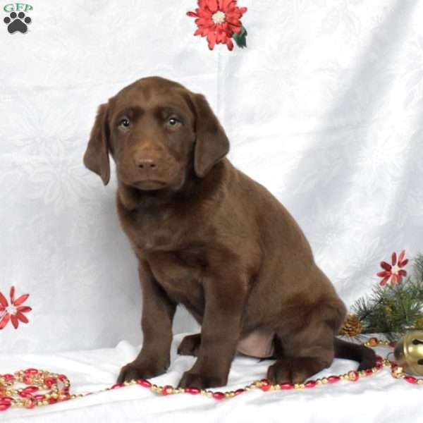 Belle, Chocolate Labrador Retriever Puppy