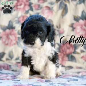 Cockapoo Puppies for Sale - Greenfield Puppies