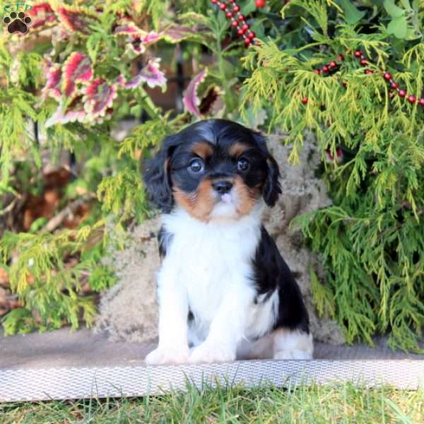 Beyonce, Cavalier King Charles Spaniel Puppy