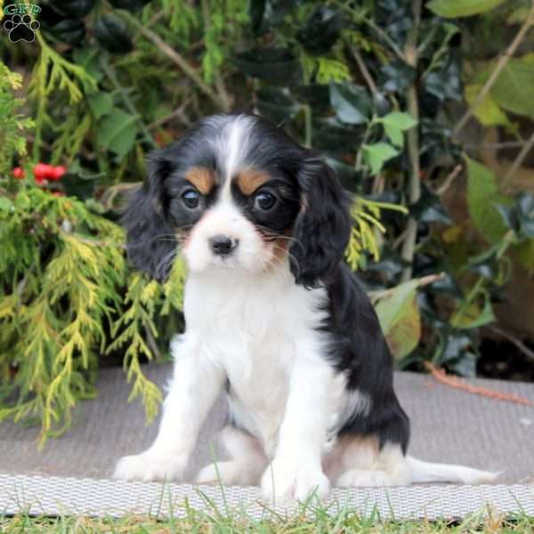 Brianna, Cavalier King Charles Spaniel Puppy