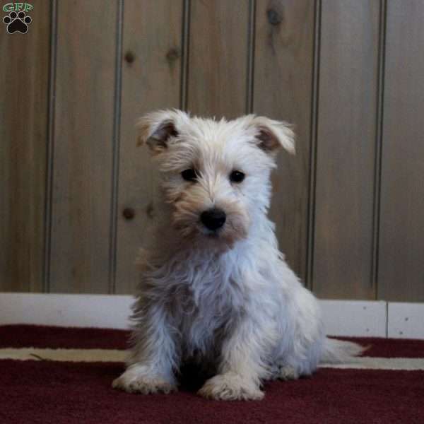 Brianna, Scottish Terrier Puppy