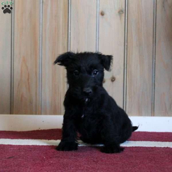 Brooke, Scottish Terrier Puppy