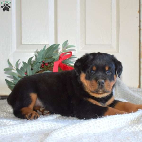 Bruno, Rottweiler Puppy