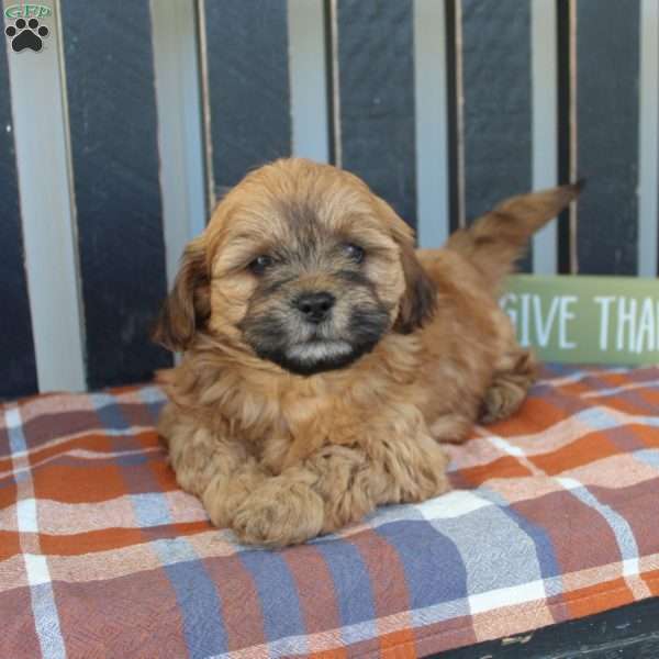 Bruno, Shih-Poo Puppy