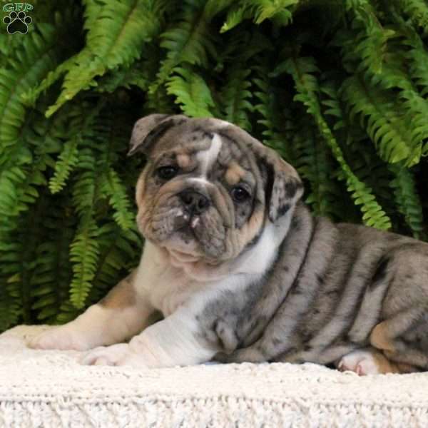 Bubble, English Bulldog Puppy