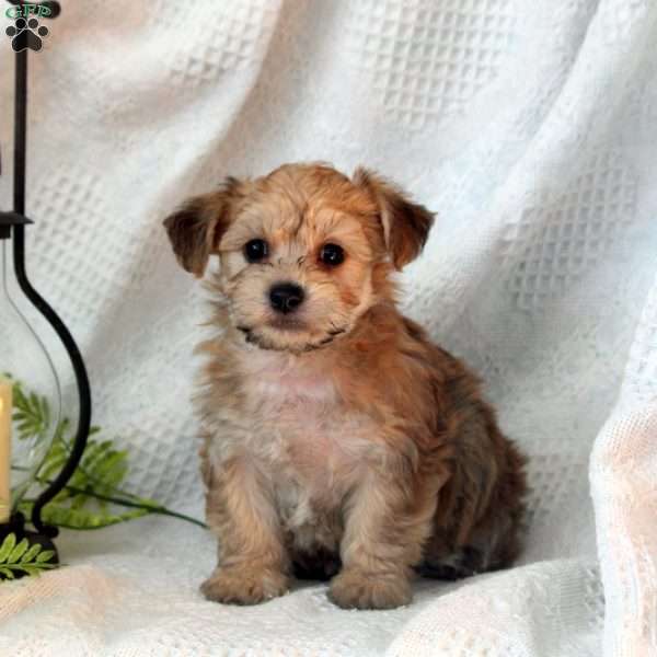 Buddy, Yorkie-Chon Puppy