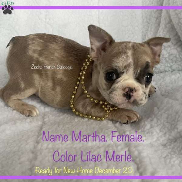 Martha, French Bulldog Puppy