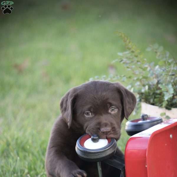 Mistletoe, Chocolate Labrador Retriever Puppy