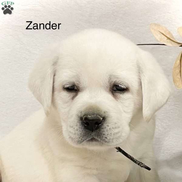 Zander, Yellow Labrador Retriever Puppy