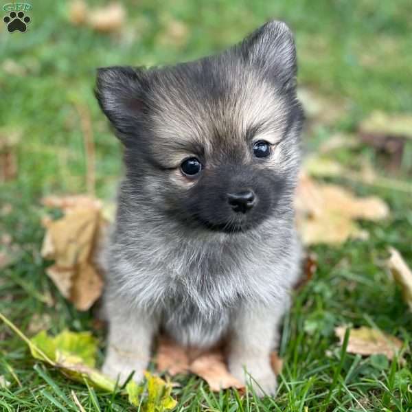 Foxy, Mini Elkhound Puppy