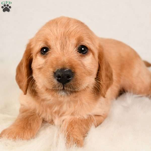Payton, Mini Labradoodle Puppy