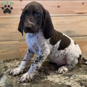 German Shorthaired Pointer Puppies For Sale - Greenfield Puppies