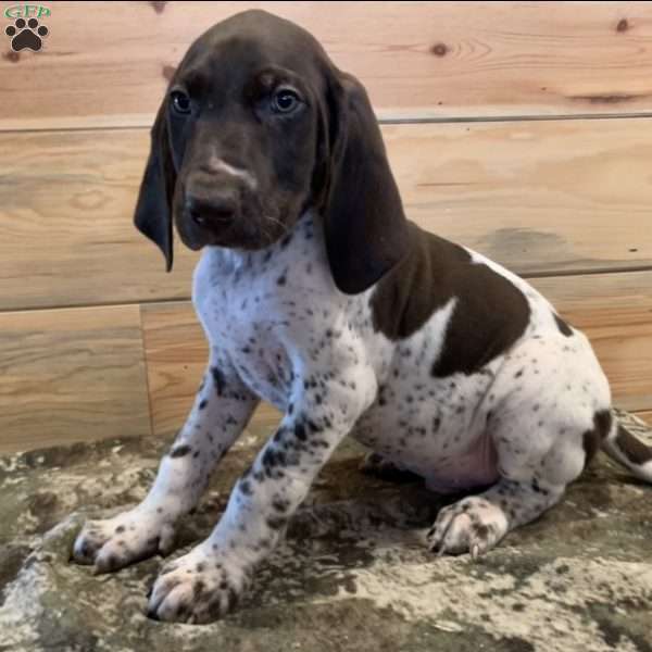 Luther, German Shorthaired Pointer Puppy