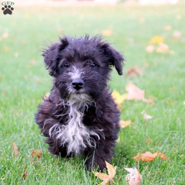 Carson, Mini Schnoodle Puppy