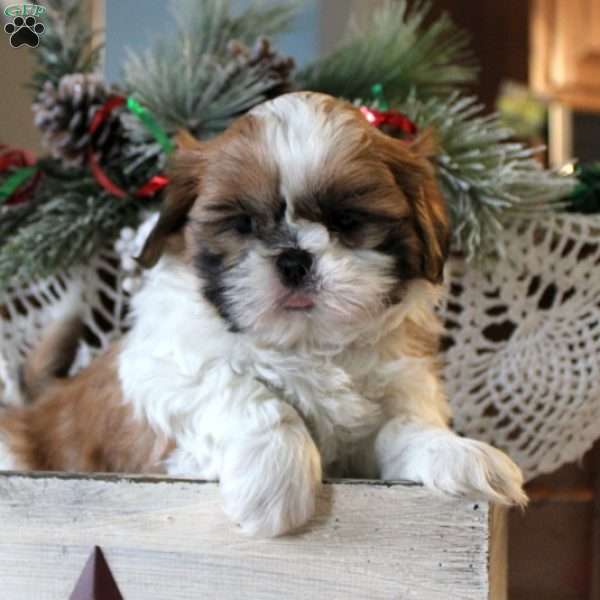 Casey, Shih Tzu Puppy