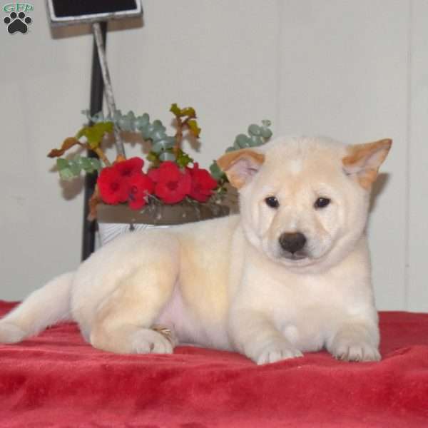 Champ, Shiba Inu Puppy