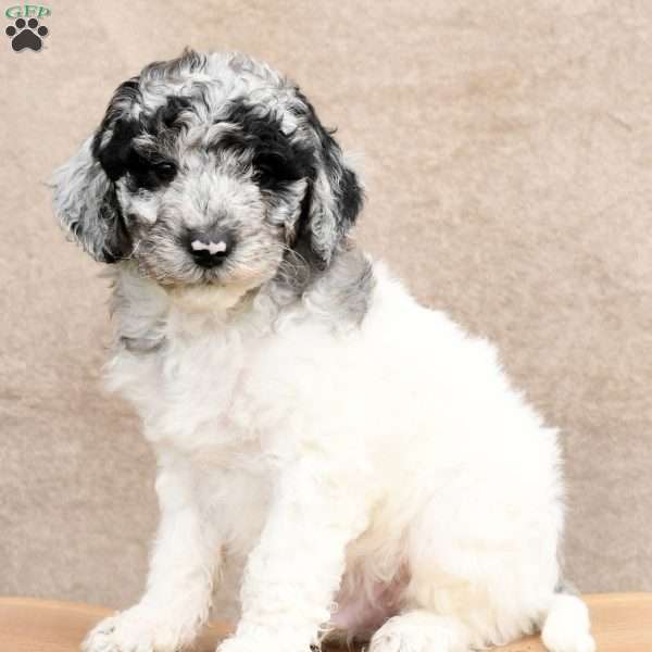Charlie, Mini Sheepadoodle Puppy