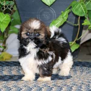 Shih tzu best sale greenfield puppies